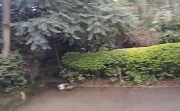 vlcsnap 2024 08 28 12h50m03s62